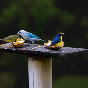 2026140626ANGL5925azul tanga_